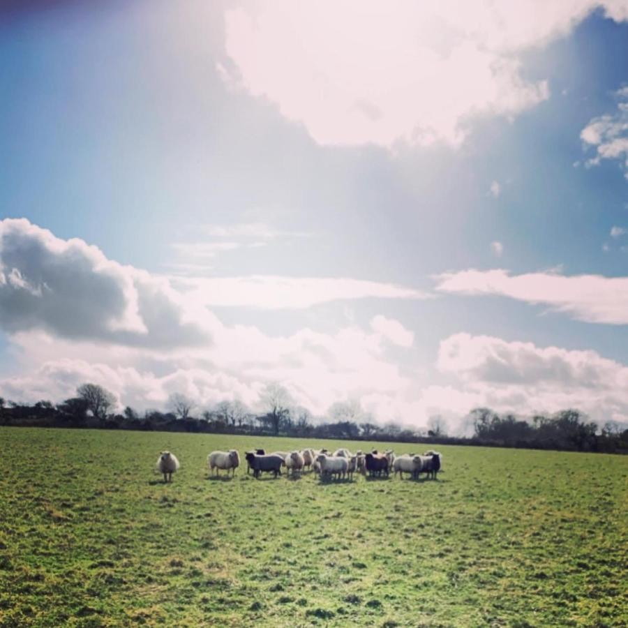 Bell Tent 1 Glyncoch Isaf Farm * Llwyn-Dafydd